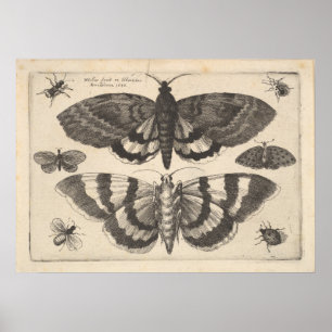 Impressão da arte dos Lepidoptera da traça do