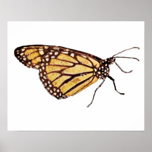 Impressão da borboleta de monarca
