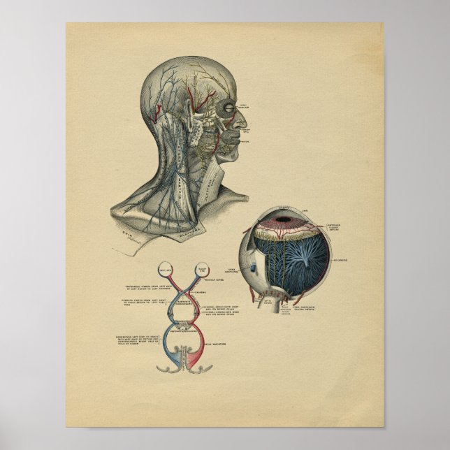 Impressão da Cabeça Humana Anatomia do Pescoço 190 (Frente)
