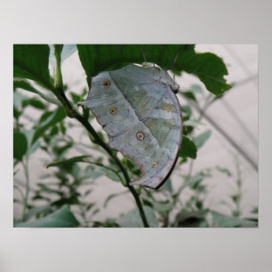 Impressão da camuflagem da borboleta