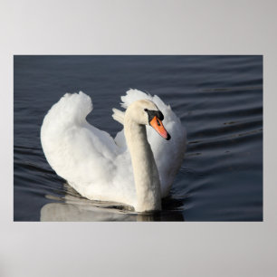 Impressão da cisne