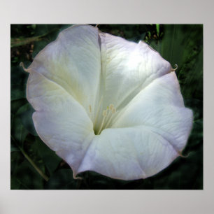 Impressão da flor da lua