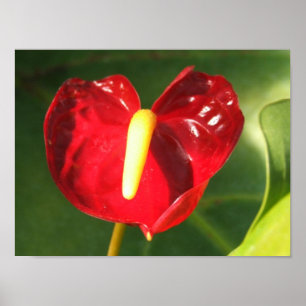 Impressão da flor do antúrio