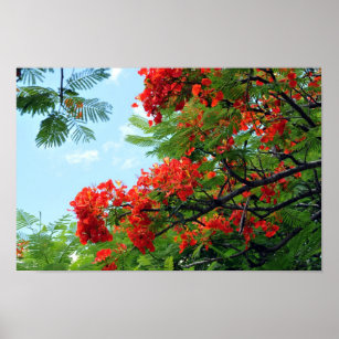 Impressão da Floral Vermelha Havaiana