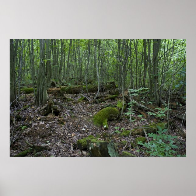 Impressão da floresta do Michigan (Frente)