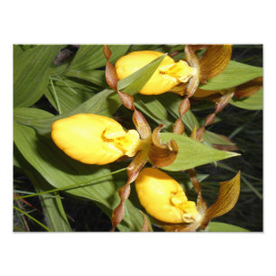 impressão da foto 12x16