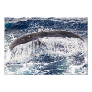 Impressão da foto da cachoeira do Humpback