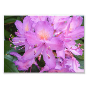 Impressão da foto da flor do rododendro