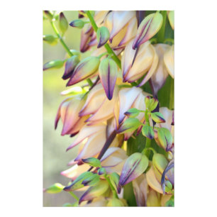 impressão da foto das flores da mandioca