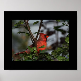 Impressão da foto de 8x10 cardinal