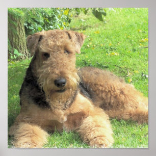 Impressão da foto de Airedale Terrier