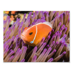 Impressão da foto de Clownfish