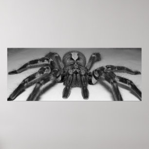 Impressão da foto de Fasciata por Randomwhat