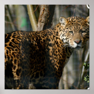 Impressão da foto de Jaguar