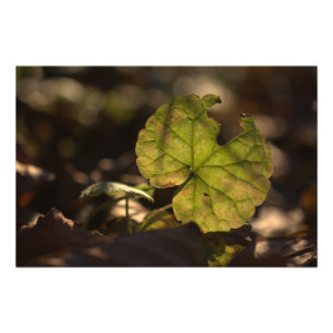 Impressão da foto de novembro Sun CC0305