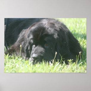 Impressão da foto do cão de Terra Nova
