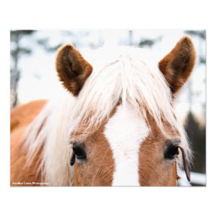 Impressão da foto do cavalo