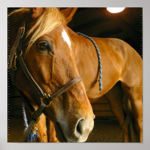 Impressão da foto do cavalo da castanha