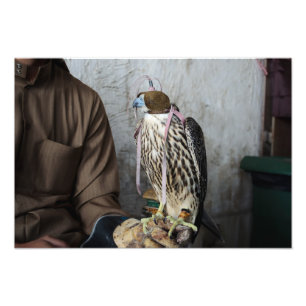 Impressão da foto do falcão da falcoaria