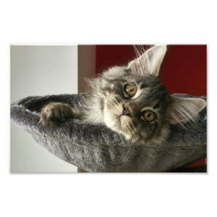 Impressão da foto do gatinho do racum de Maine