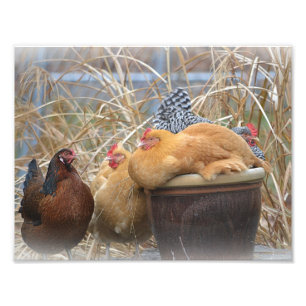 Impressão da foto do partido de galinha