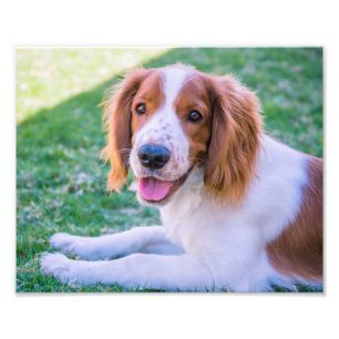 Impressão da foto do Spaniel de galês Springer