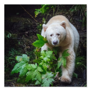 Impressão da foto do urso do espírito