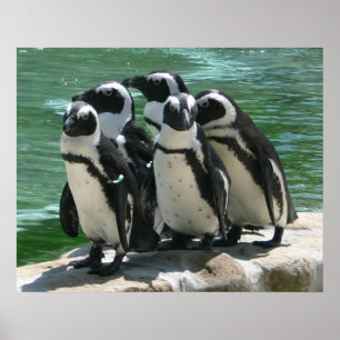 Impressão da foto dos pinguins
