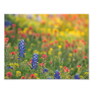 Impressão da foto dos Wildflowers do primavera