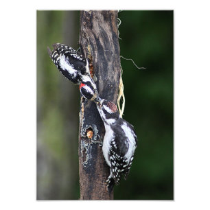 Impressão da foto dos Woodpeckers