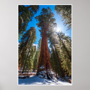 Impressão da General Sherman da Sequóia Gigante da