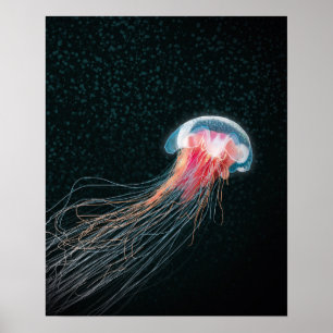 Impressão da ilustração da criatura do mar