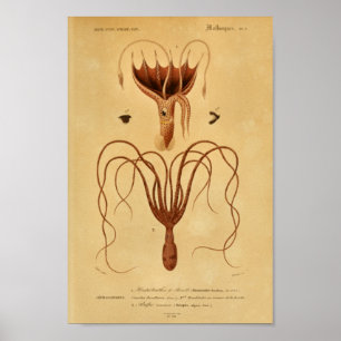 Impressão da ilustração do vintage de Cephalopo