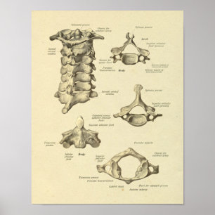 Impressão da linha central do atlas da anatomia