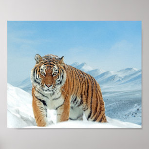 Impressão da Nature Photo Snow Winter Tiger Mount