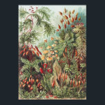 Impressão da Natureza de Musgo de Ernst Haeckel Ac<br><div class="desc">Eleve seu espaço com esta impressão da natureza de musgo de Ernst Haeckel, uma obra-prima da Dark Academia e da decoração maximalista. Originalmente apresentada no clássico de 1904 "Kunstformen der Natur", esta ilustração intrincada mostra a beleza diversa e sobrenatural das Muscinae (musgos). Os verdes exuberantes, vermelhos terrosos e a precisão...</div>