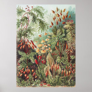 Impressão da Natureza de Musgo de Ernst Haeckel Ac