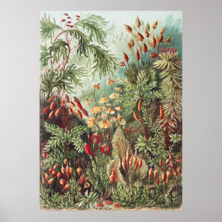 Impressão da Natureza de Musgo de Ernst Haeckel Ac