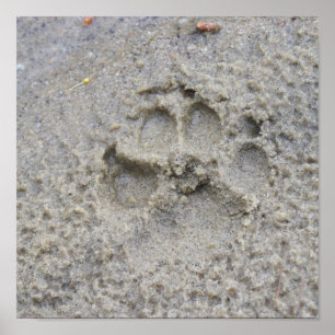 Impressão da pata na areia