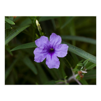 Impressão da Petunia Mexicana Roxa