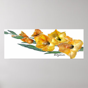 Impressão da pintura da aguarela de Gladiola