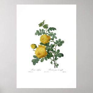 Impressão da pintura do rosa amarelo do vintage