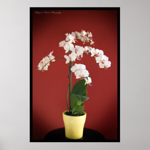 Impressão da planta da orquídea