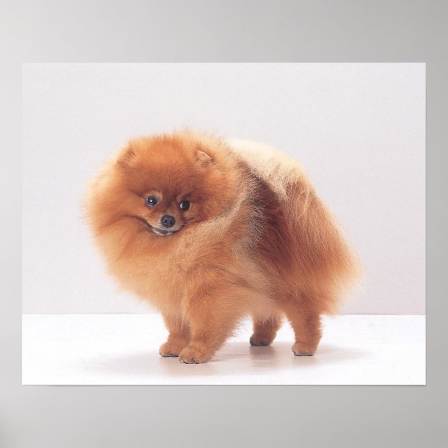 Impressão da Pomerânia (Frente)
