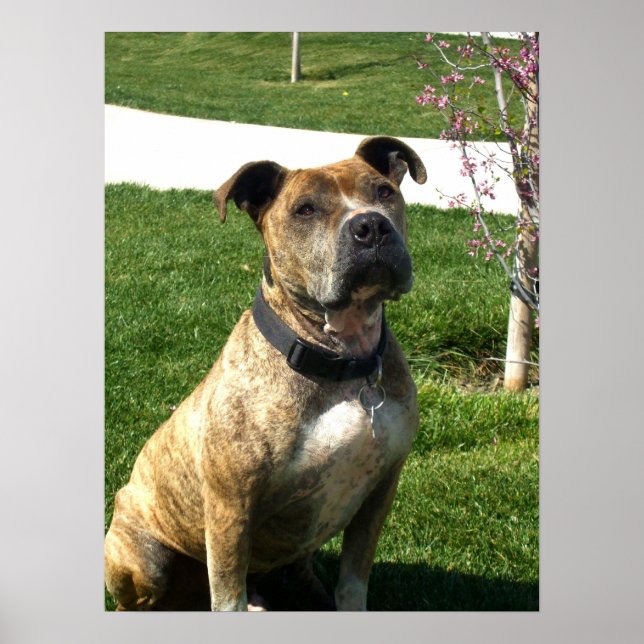 Impressão da tela Pitbull (Frente)