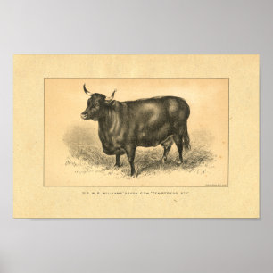 Impressão da vaca do vintage 1888