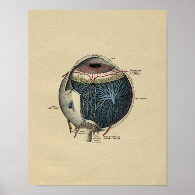Impressão da Vintage Anatomia Ocular Humana 1902 (Frente)