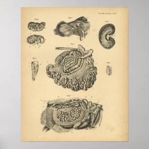 Impressão da Vintage Anatomia Ovina 1908