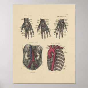 Impressão da Vintage Artery Anatomy 1880