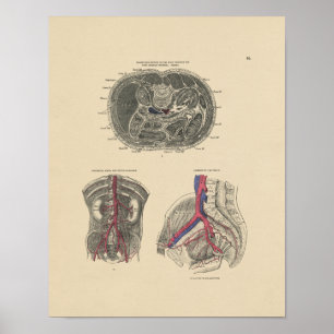 Impressão da Vintage Artery Anatomy 1880